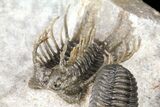 Spiny Koneprusia Trilobite - Ofaten, Morocco #124895-6